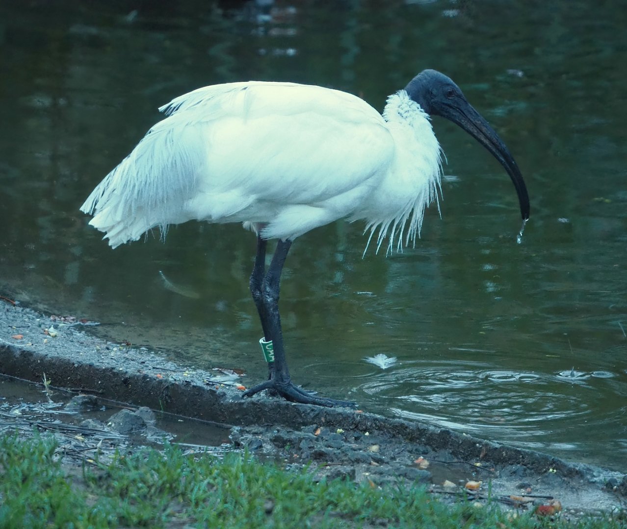 Black-headed ibis  (Threskiornis melanocephalus), 2024-01-01