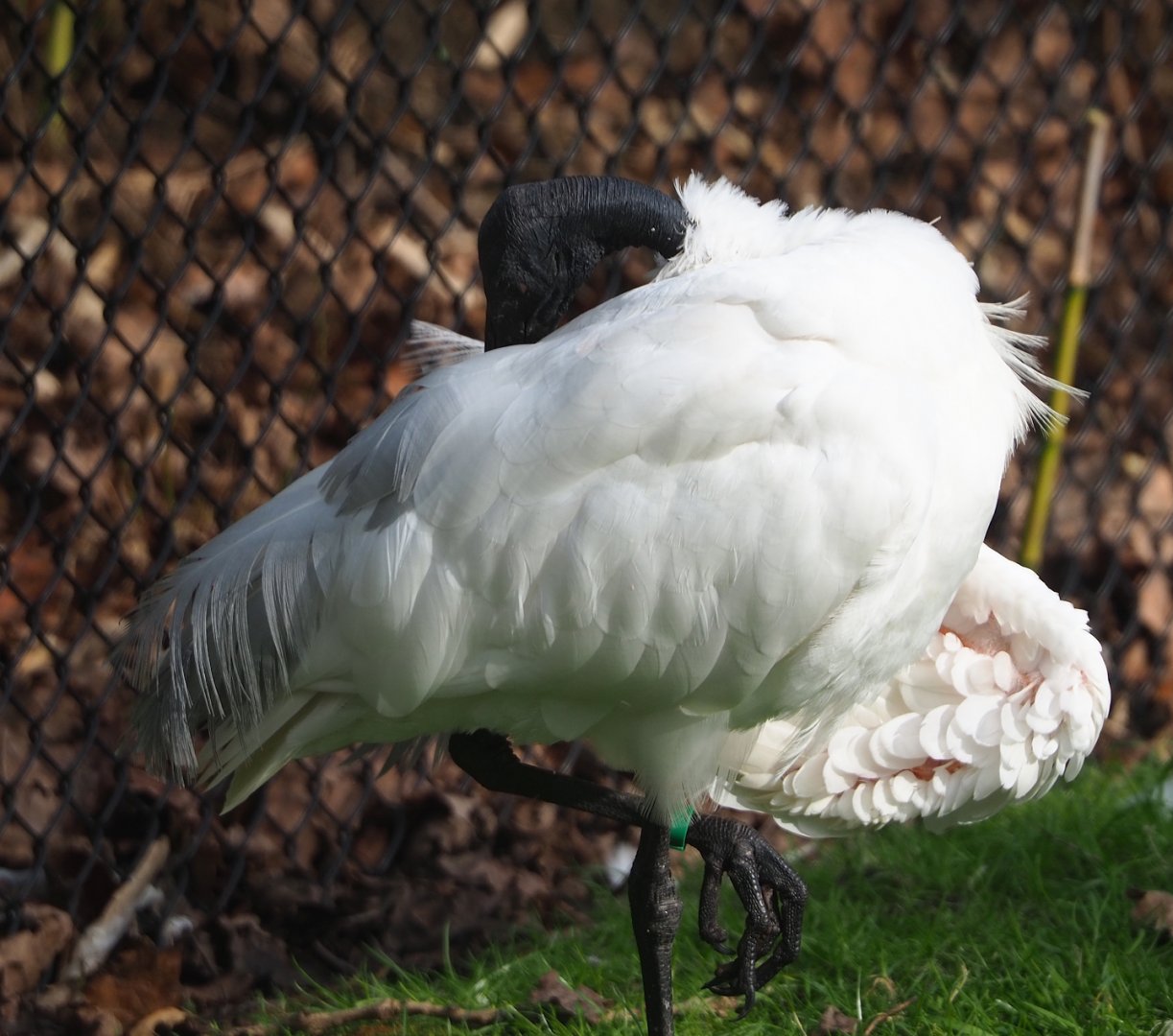 Black-headed ibis (Threskiornis melanocephalus), 2024-03-04
