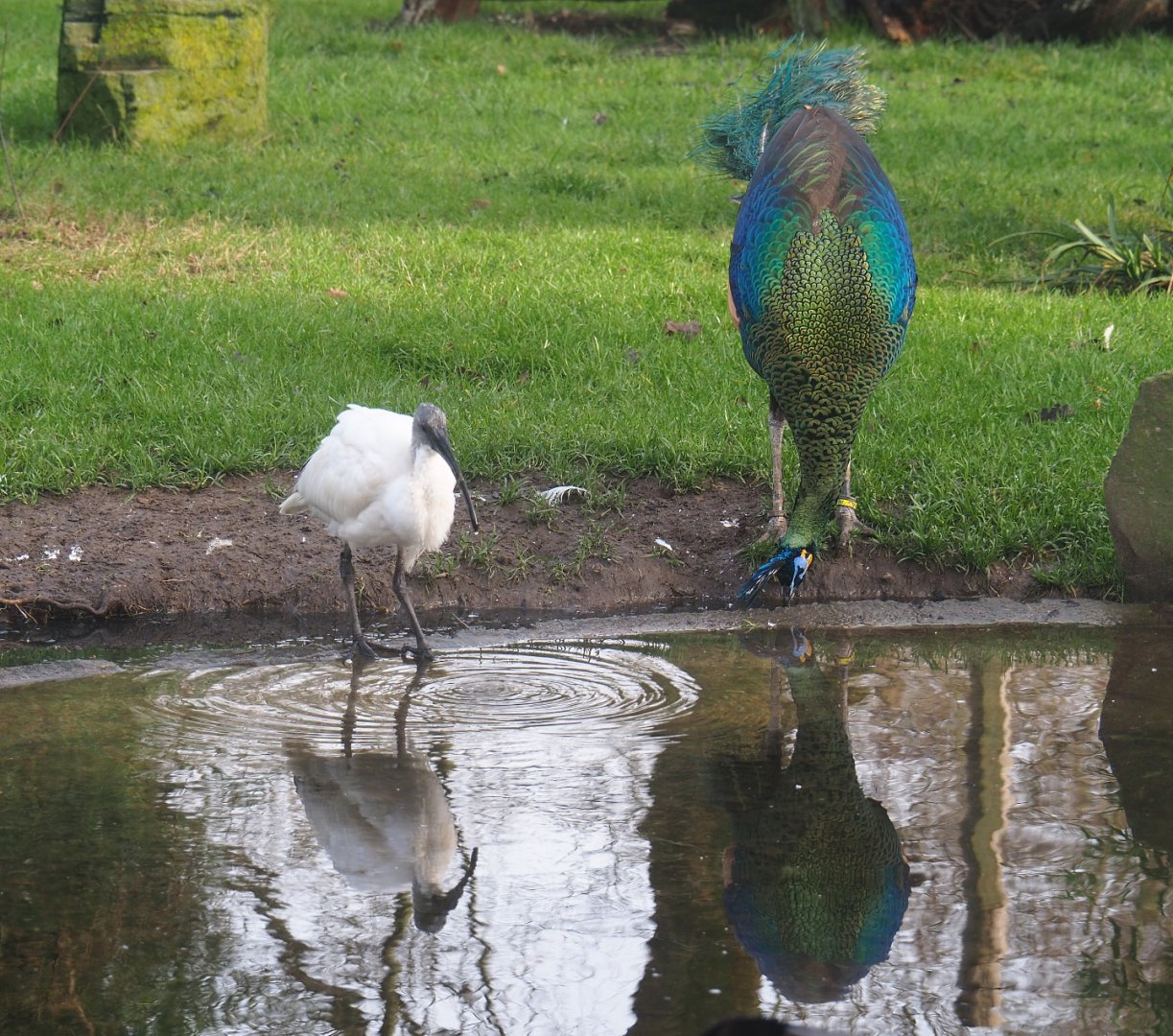 Black-headed ibis (Threskiornis melanocephalus) and Green peafowl (Pavo muticus) drinking, 2020-01-11