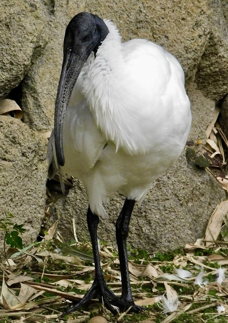 Black-Headed Ibis (Threskiornis melanocephalus) December 6, 2025