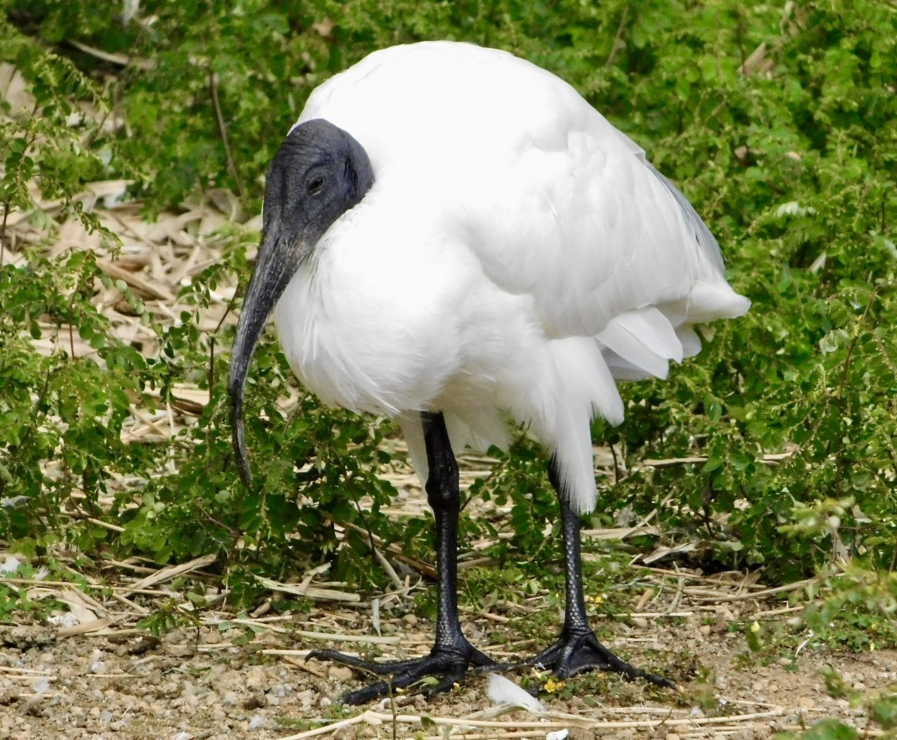Black-Headed Ibis (Threskiornis melanocephalus) December 6, 2025