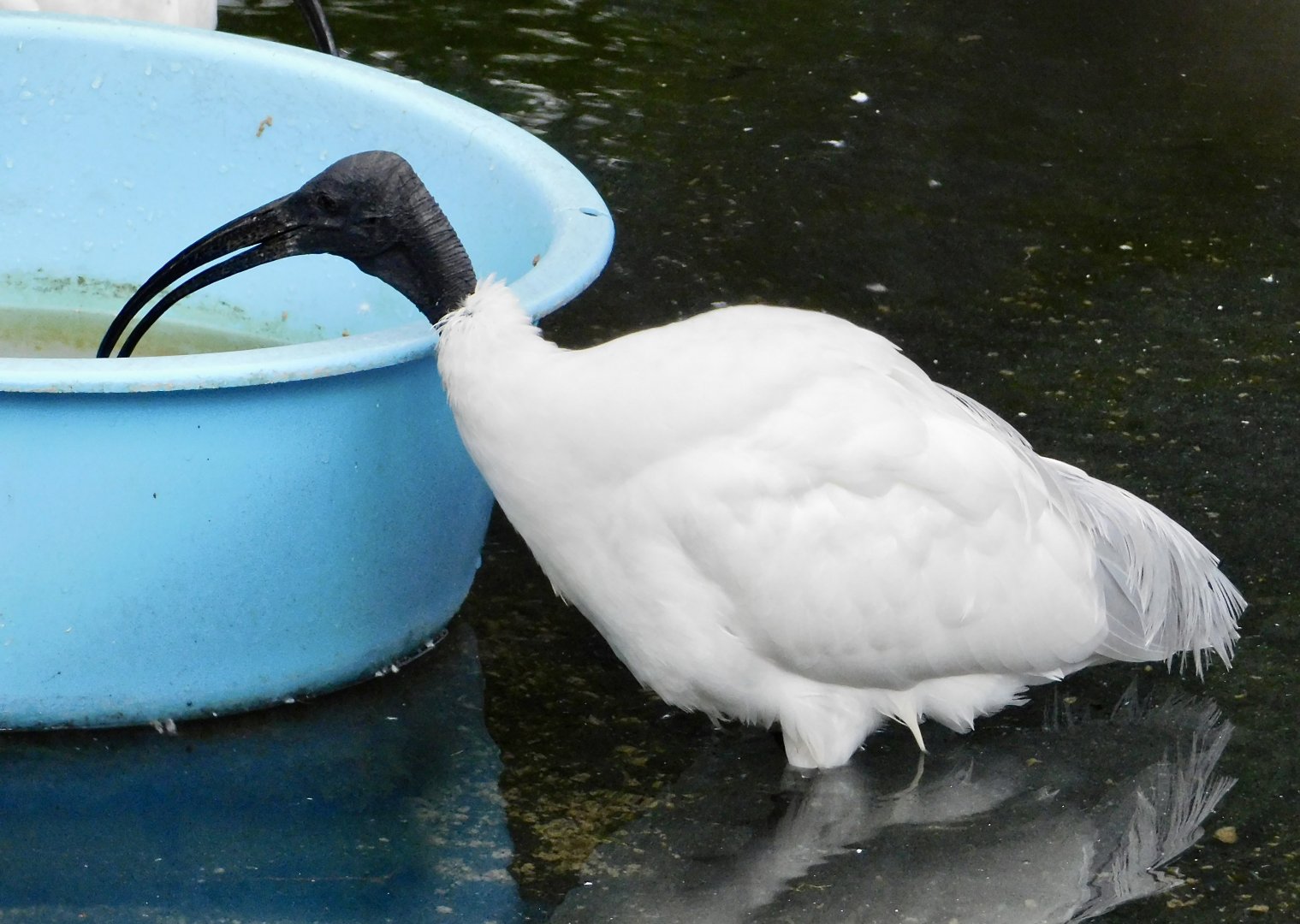 Black-Headed Ibis (Threskiornis melanocephalus) December 6, 2025