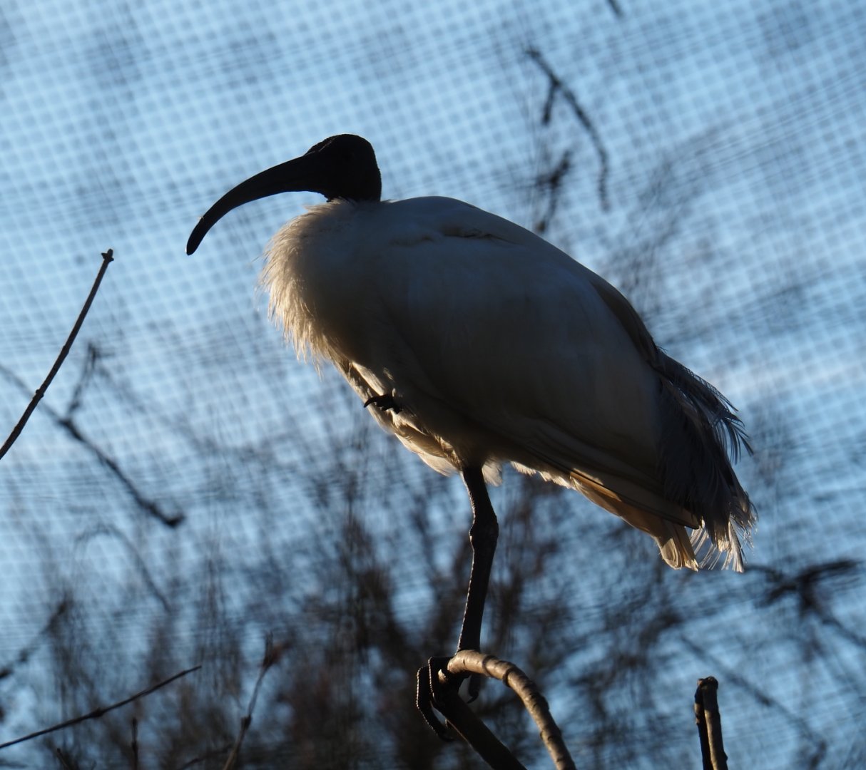 Black-headed ibis (Threskiornis melanocephalus), Feb 16th, 2019