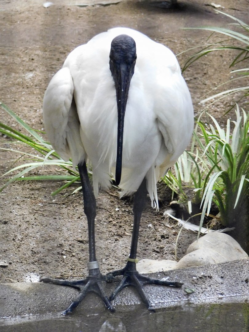 Black-Headed Ibis (Threskiornis melanocephalus) October 4, 2025
