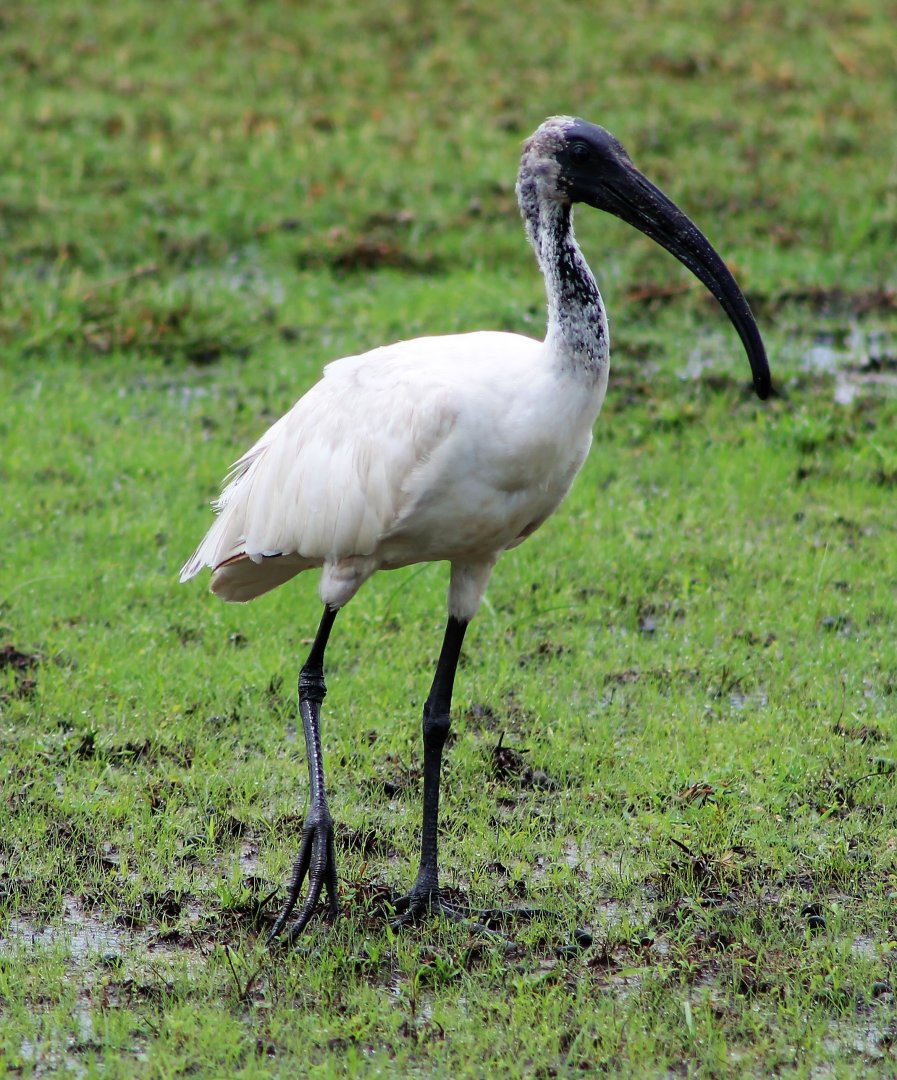 Black-headed Ibis (Threskiornis melanocephalus)