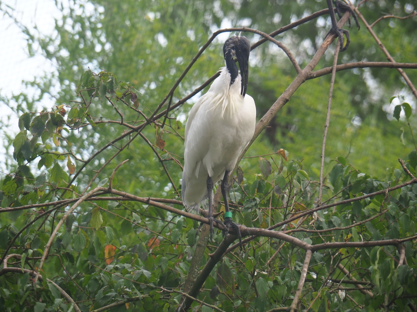 Black-headed Ibis (Threskiornis melanocephalus)