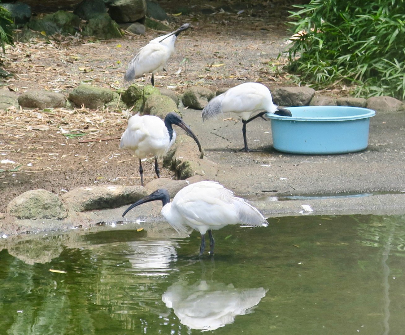 Black-Headed Ibis (Threskiornis melanocephalus)