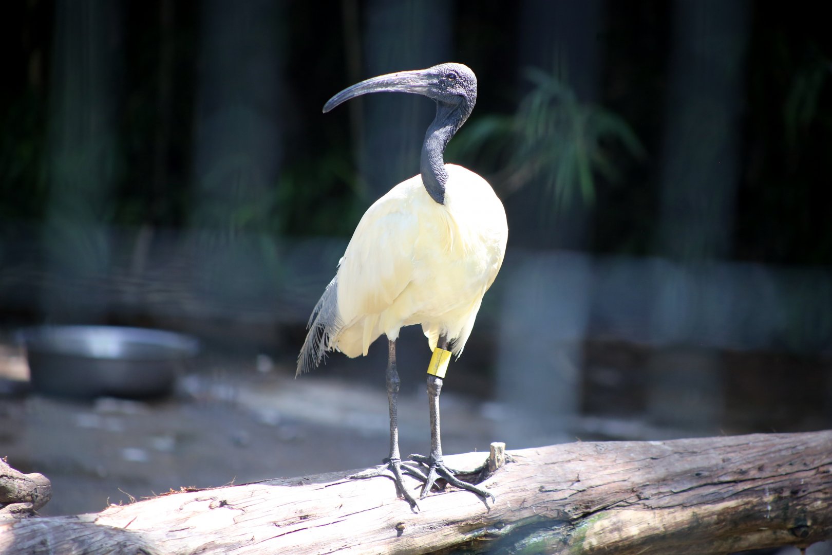 Black-headed Ibis (Threskiornis melanocephalus)