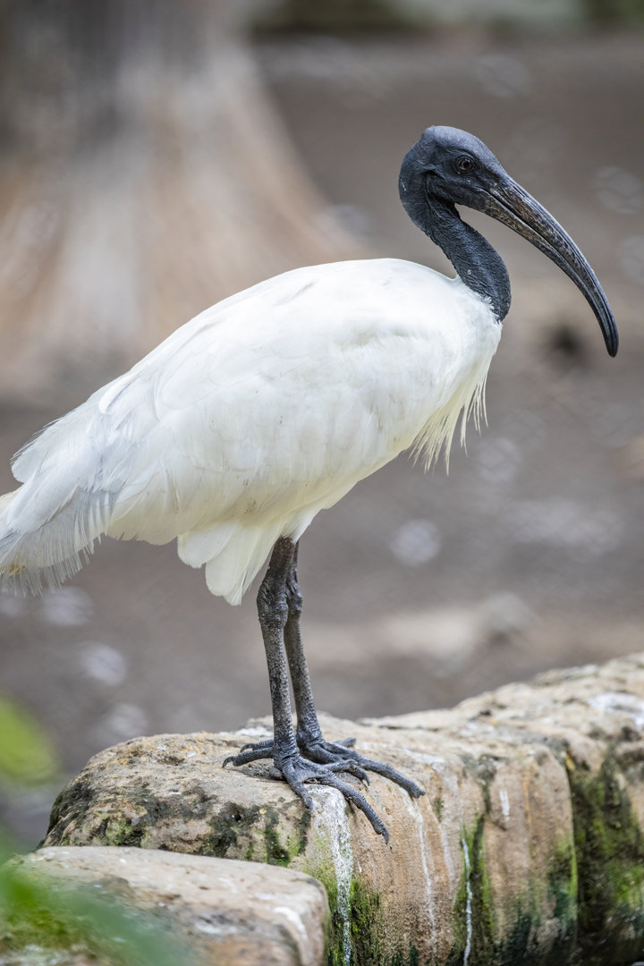 black-headed ibis (Threskiornis melanocephalus)