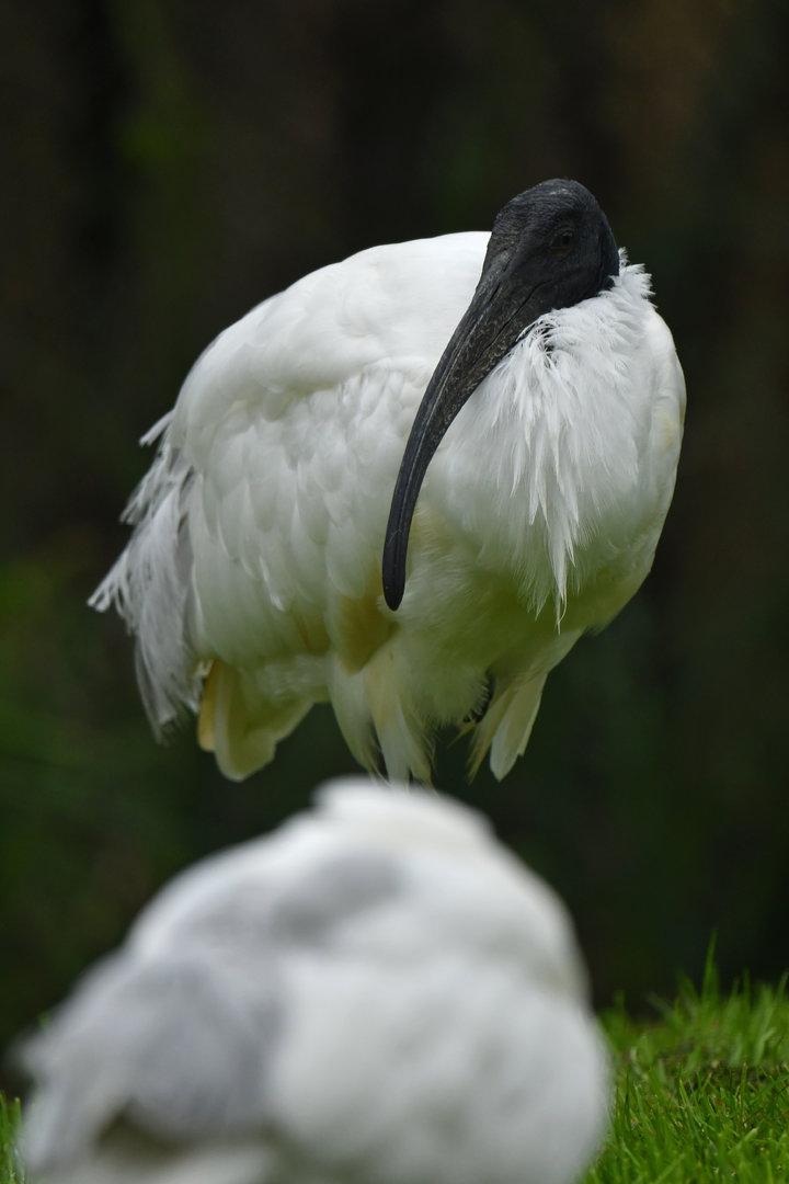 Black-headed ibis (Threskiornis melanocephalus)
