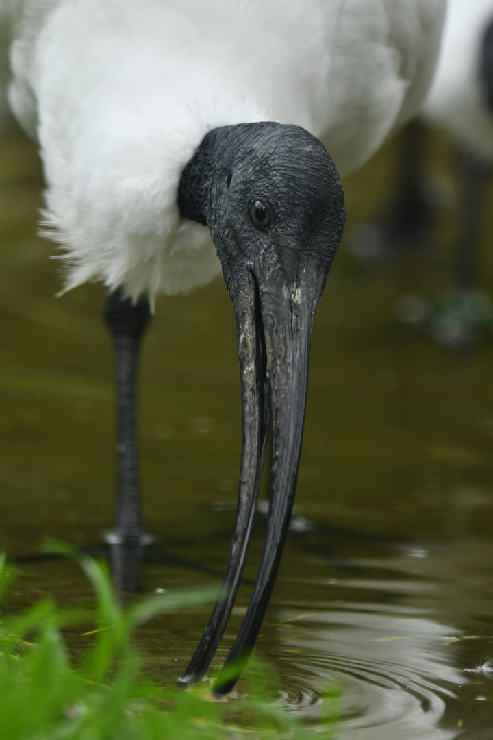 Black-headed ibis (Threskiornis melanocephalus)