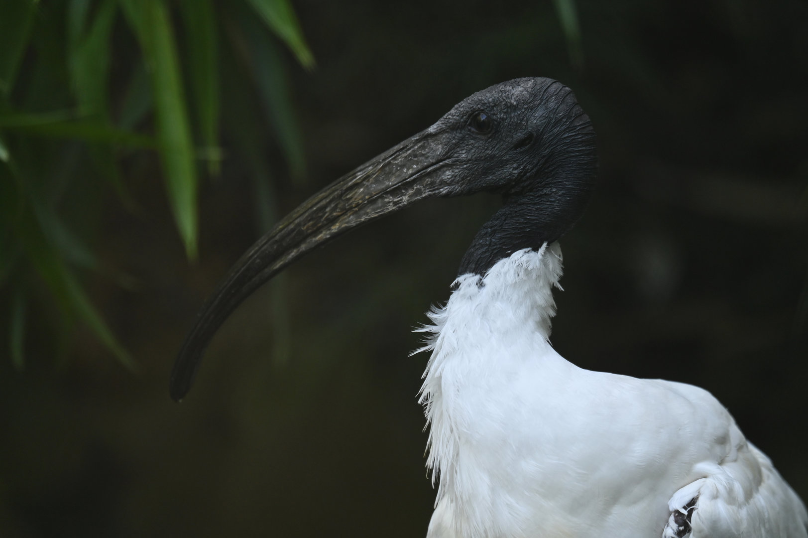 Black-headed Ibis Threskiornis melanocephalus