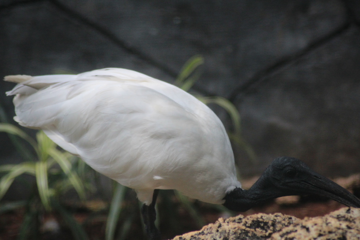 Black-headed ibis (Threskiornis melanocephalus)