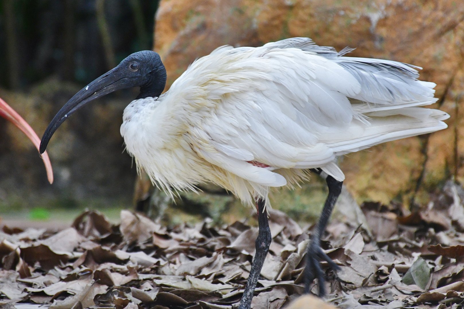 Black-headed Ibis (Threskiornis melanocephalus)