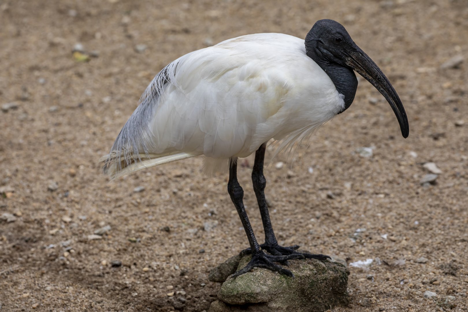 Black-headed ibis (Threskiornis melanocephalus)
