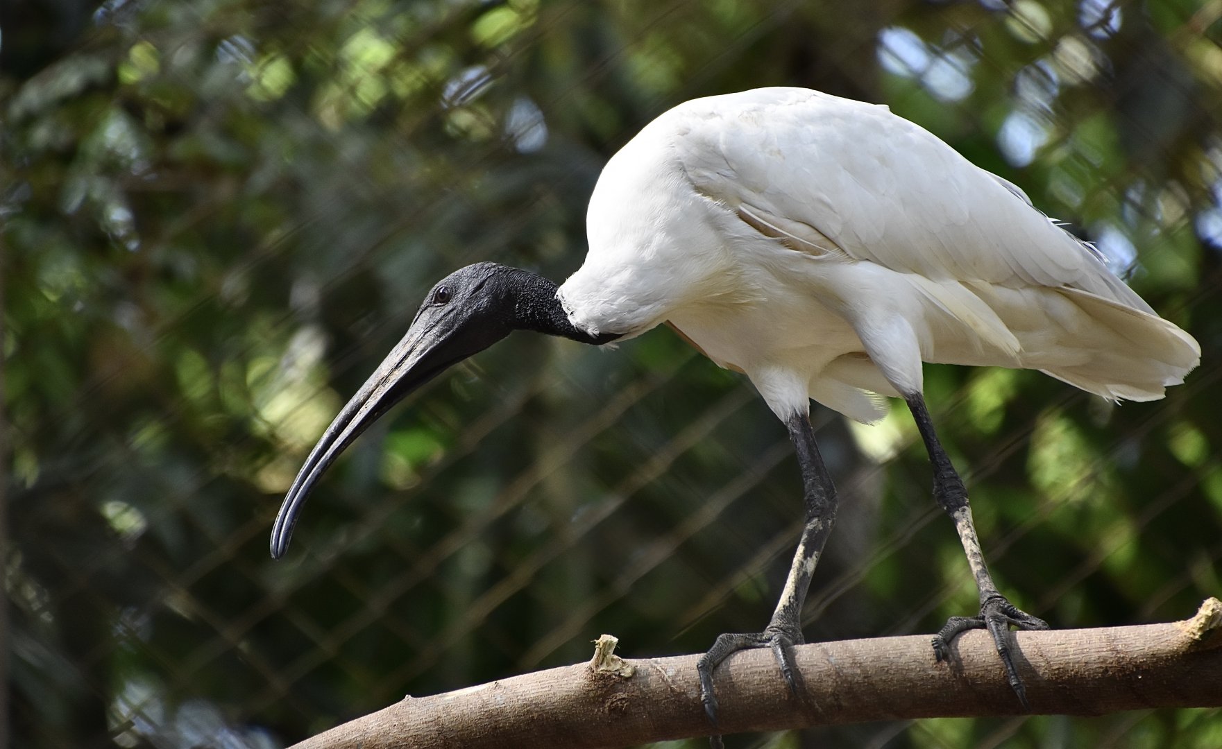 Black-Headed Ibis (Threskiornis melanocephalus)