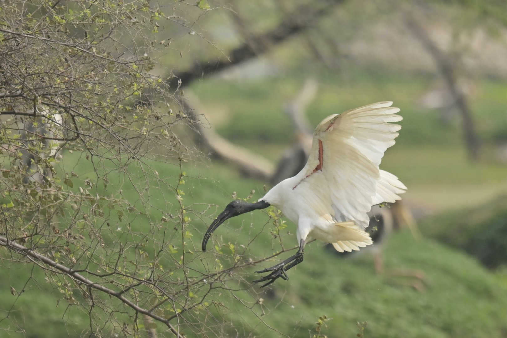 Black-headed ibis Threskiornis melanocephalus