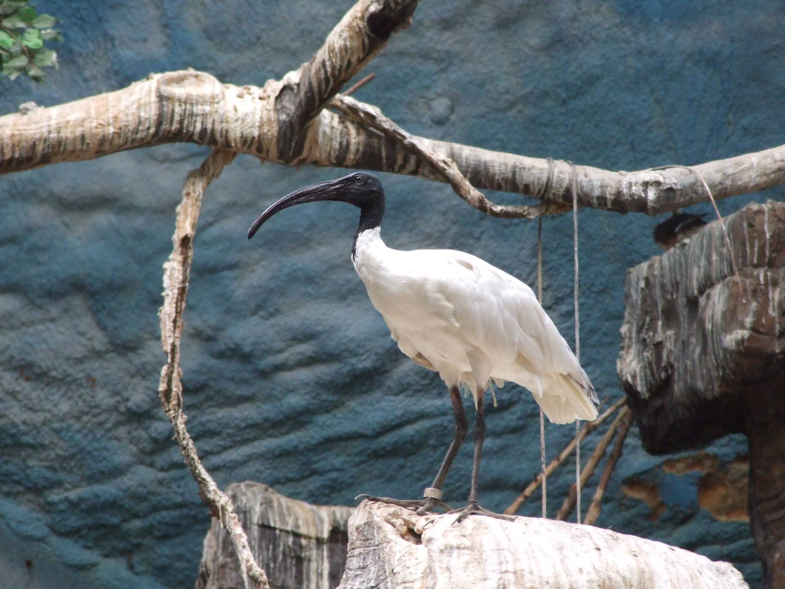 Black-headed ibis