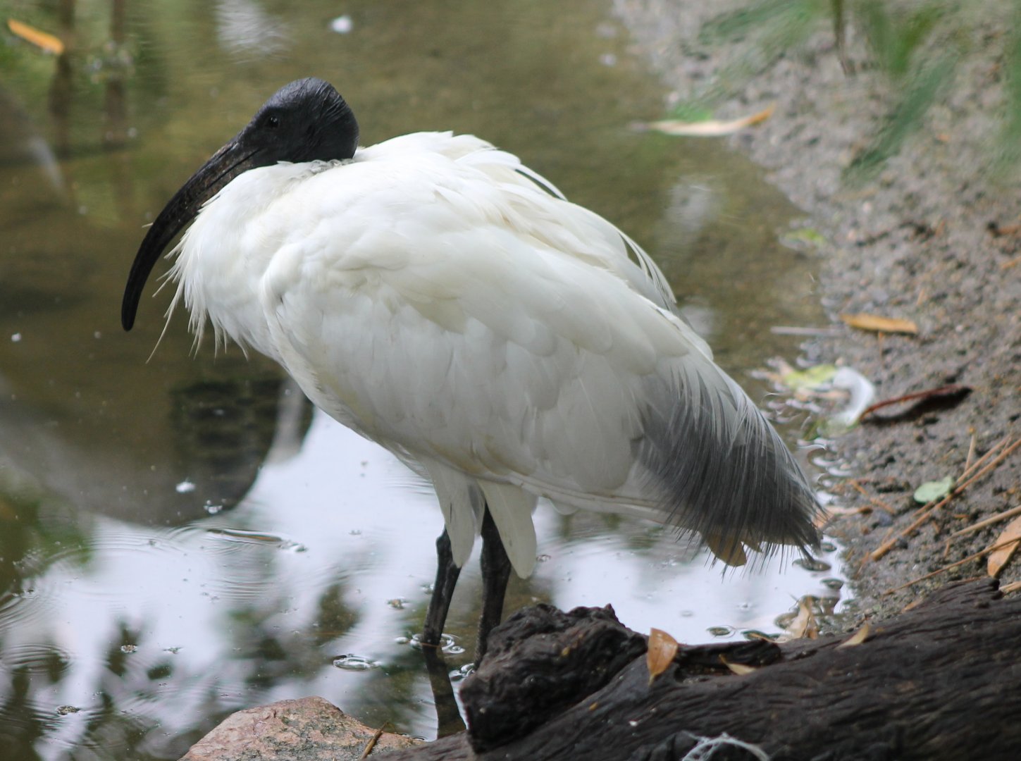 Black-headed ibis