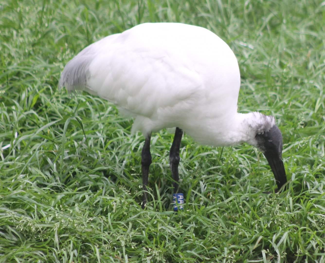 Black-headed ibis