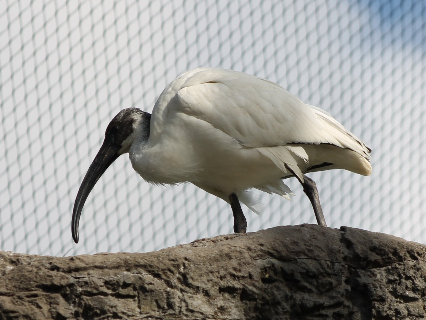 Black-headed ibis