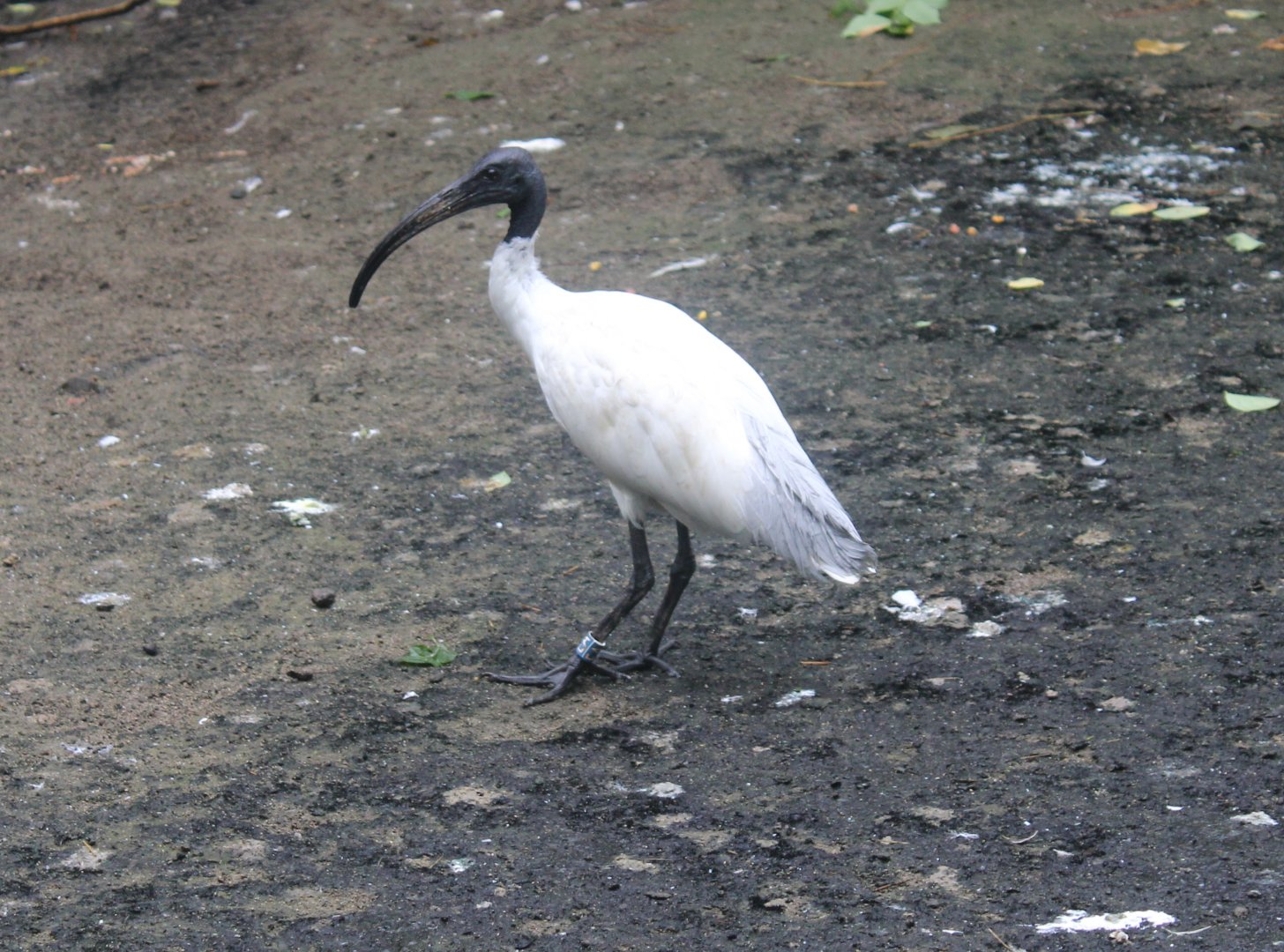 Black-headed ibis