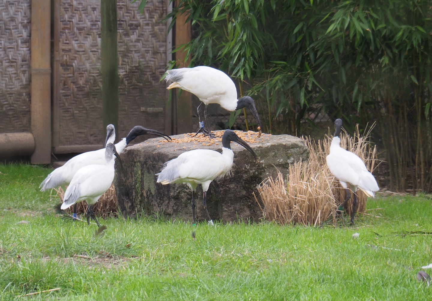 Black-headed ibises (Threskiornis melanocephalus), 2020-07-14