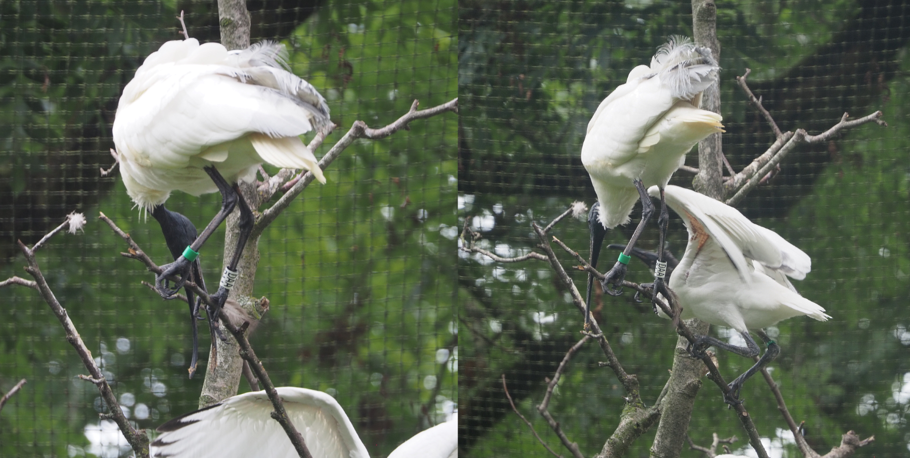 Black-headed ibises (Threskiornis melanocephalus), 2020-07-14
