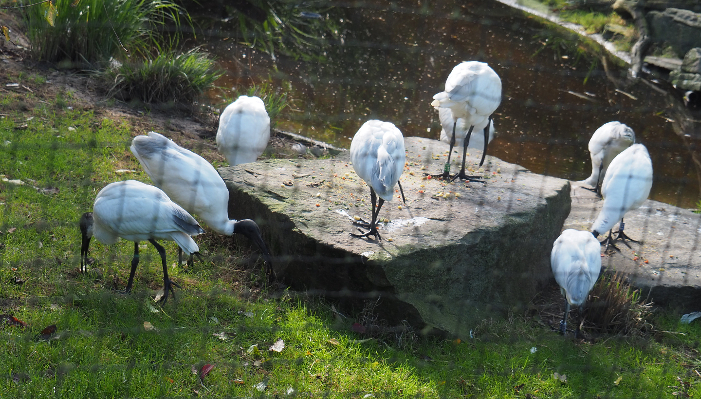 Black-headed ibises (Threskiornis melanocephalus), 2020-10-10