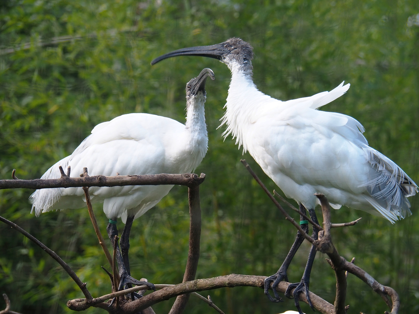 Black-headed ibises (Threskiornis melanocephalus), 2022-07-03