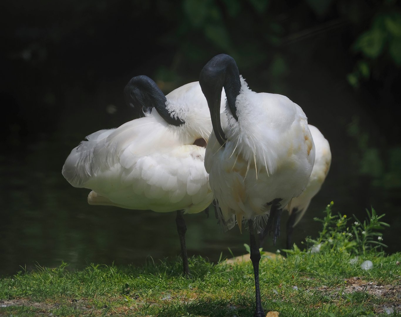 Black-headed ibises (Threskiornis melanocephalus), 2024-06-30