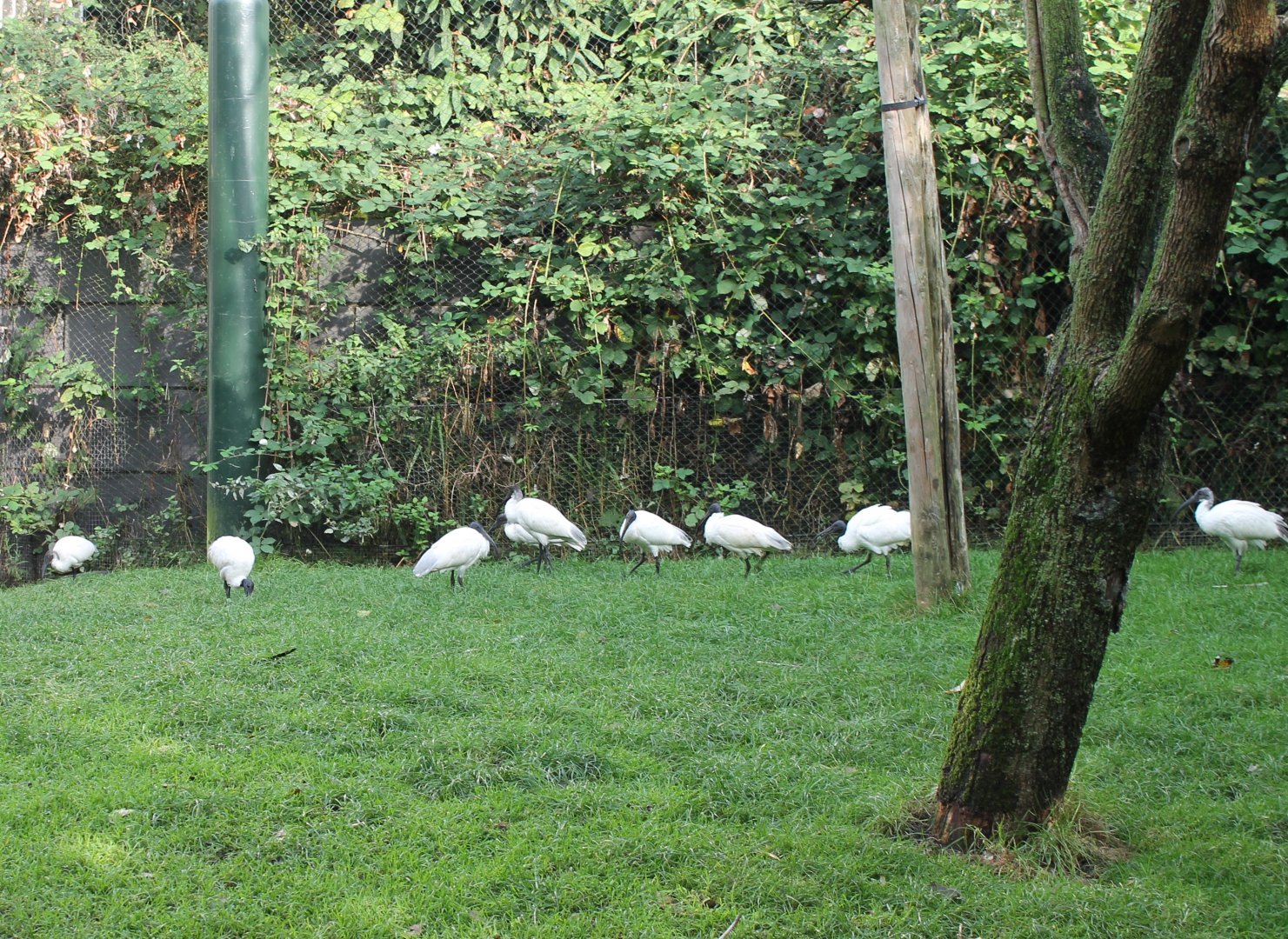 Black-headed ibisses