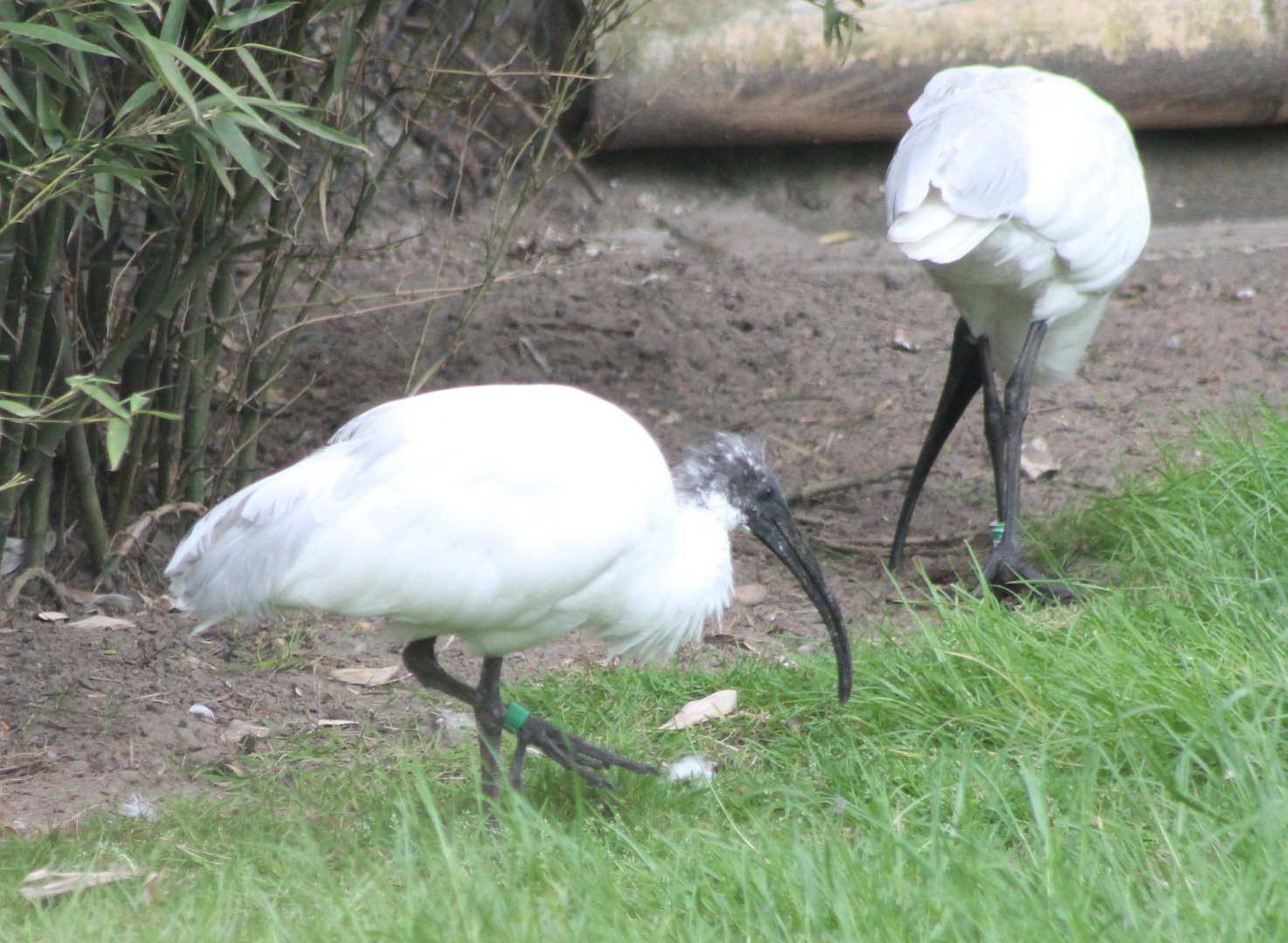 Black-headed ibisses
