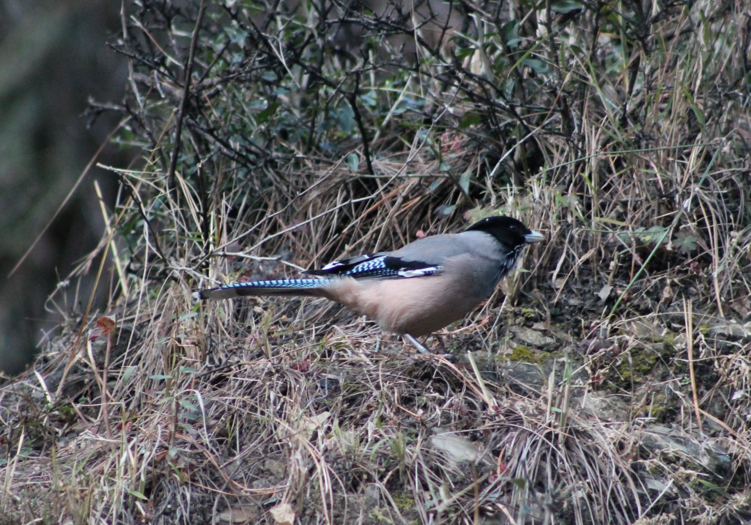 Black-headed Jay (Garrulus lanceolatus)