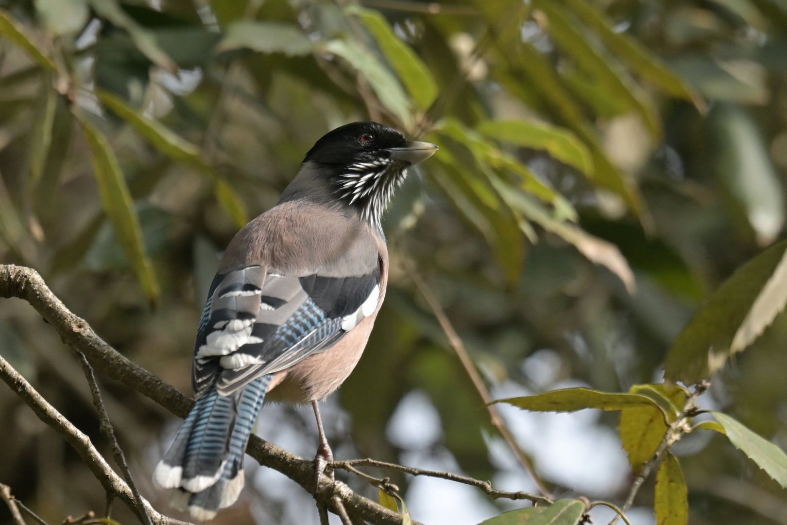 Black-headed Jay Garrulus lanceolatus
