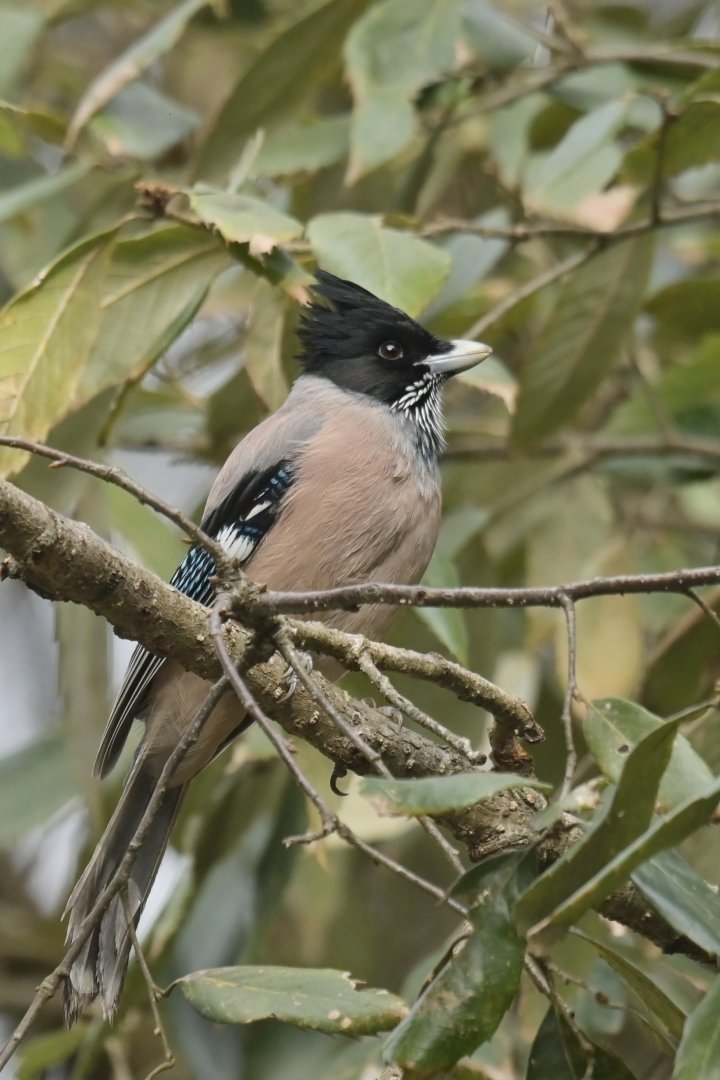 Black-headed Jay Garrulus lanceolatus
