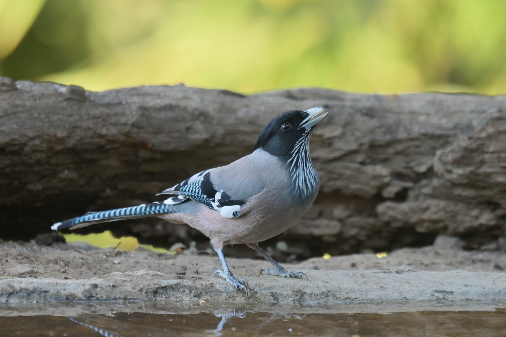 Black-headed Jay Garrulus lanceolatus