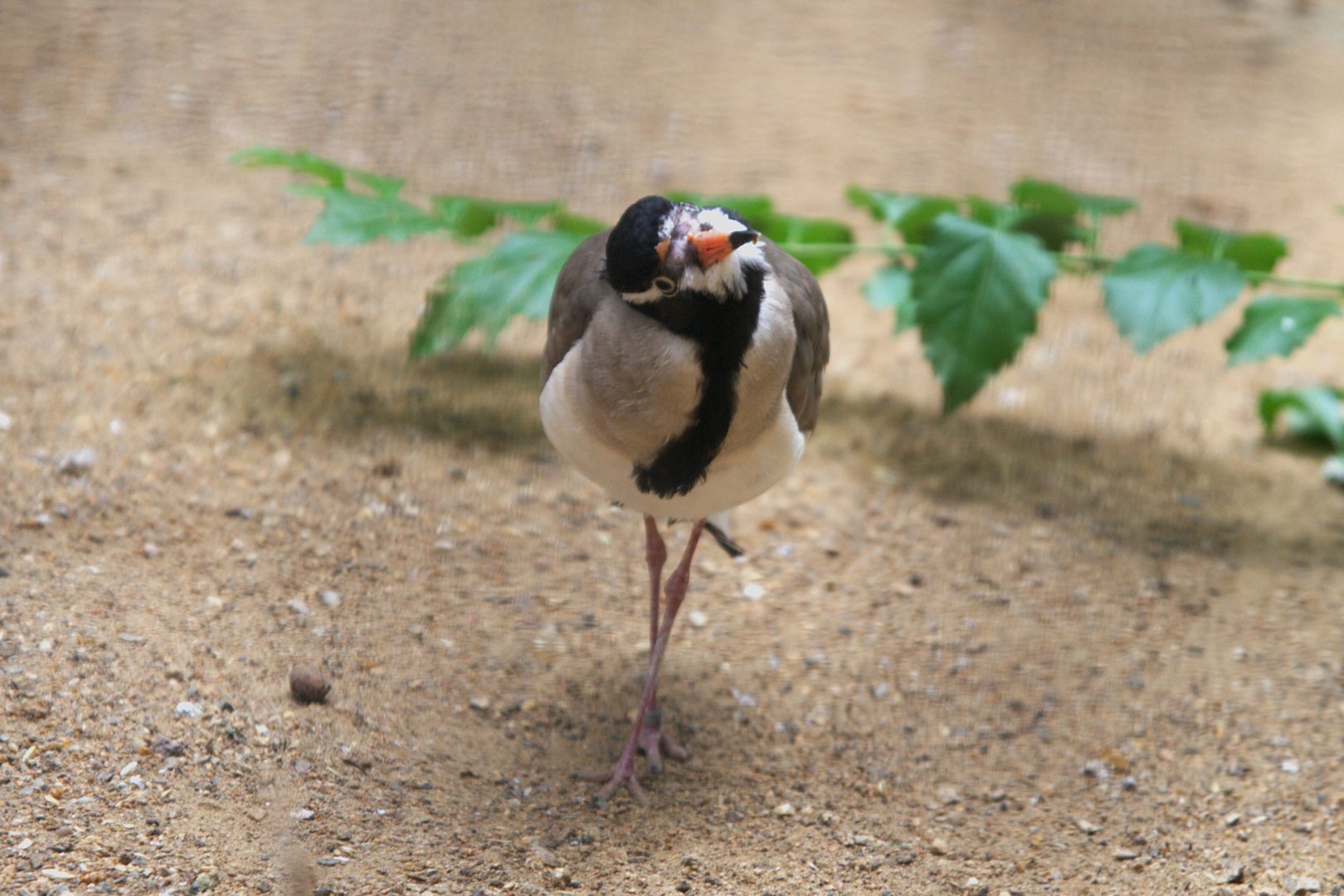 Black-headed Lapwing (Vanellus tectus), 16-09-25