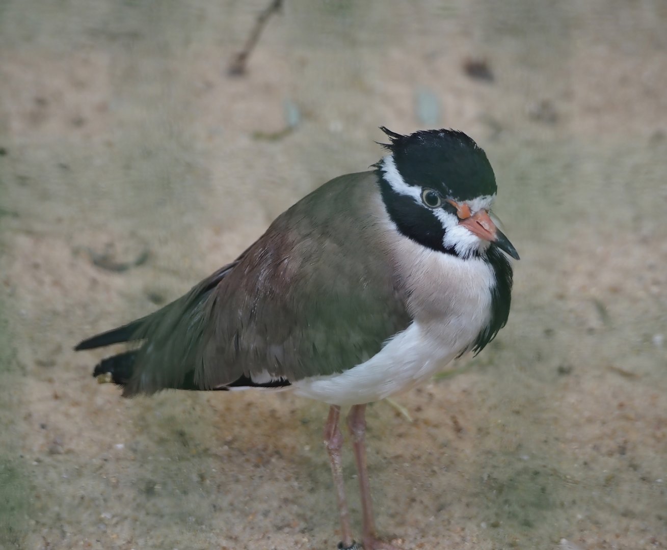 Black-headed lapwing (Vanellus tectus), 2024-05-23