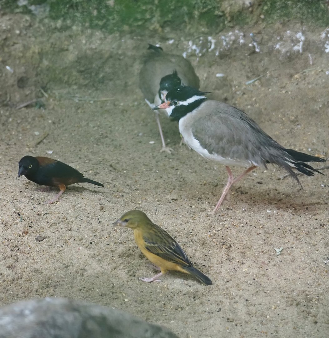 Black-headed lapwing (Vanellus tectus) and Chestnut-and-black weavers (Ploceus nigerrimus castaneofuscus), 2024-05-22