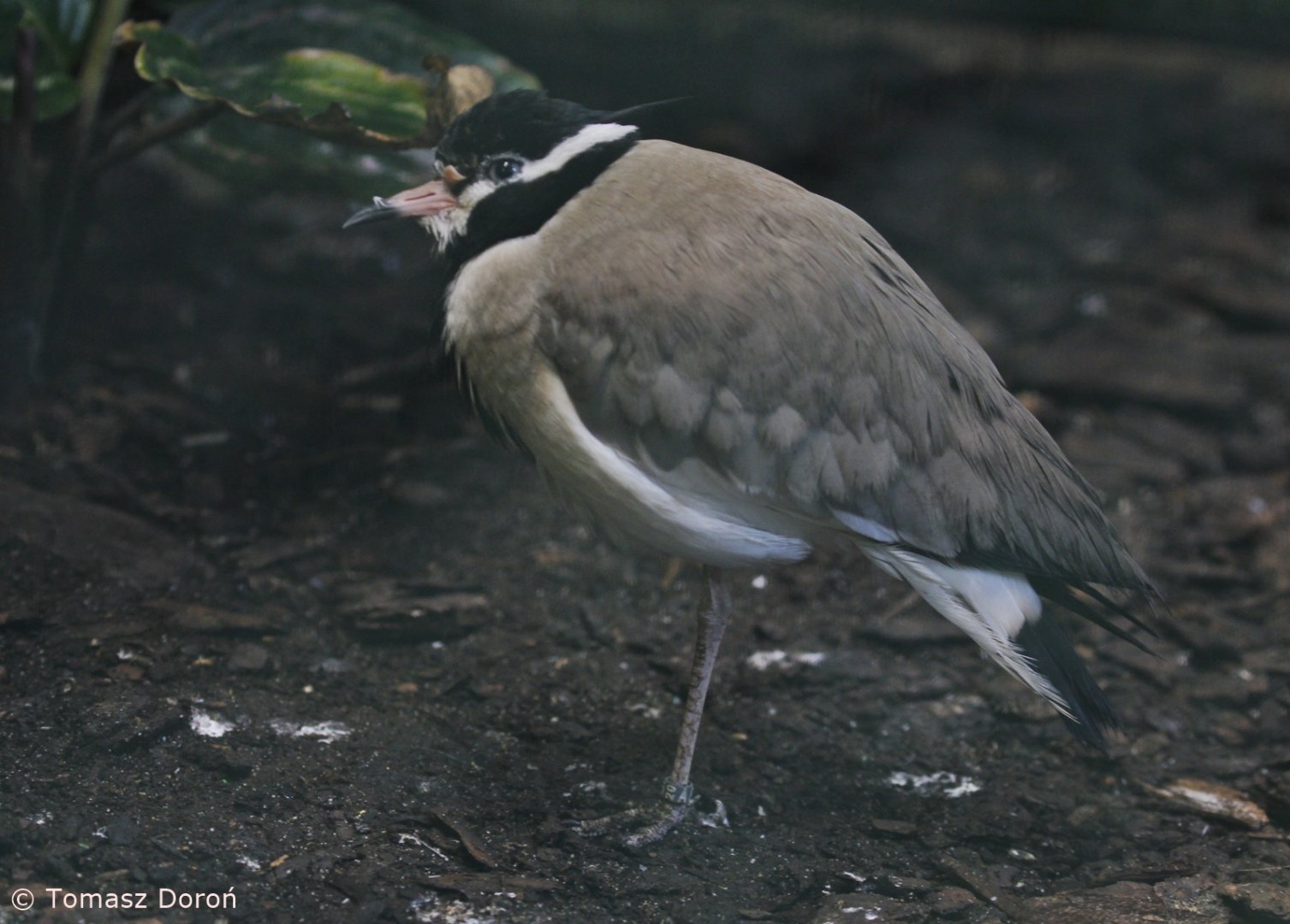 Black-headed Lapwing (Vanellus tectus), October 2020