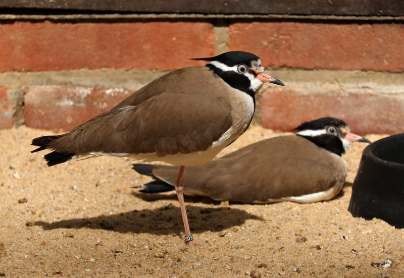 Black-headed lapwing (Vanellus tectus)