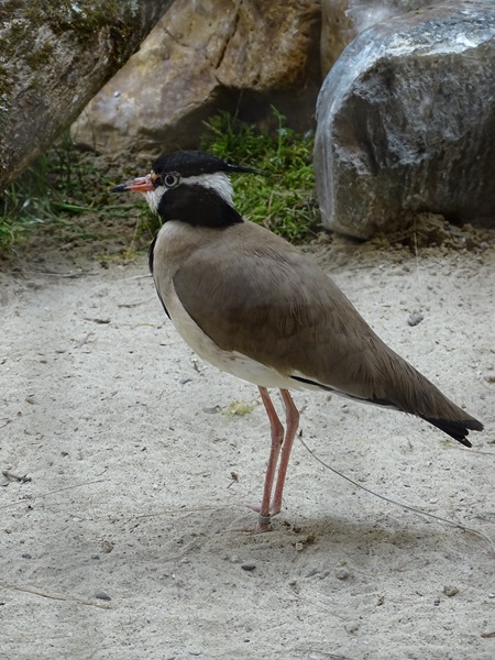 Black-headed lapwing (Vanellus tectus)