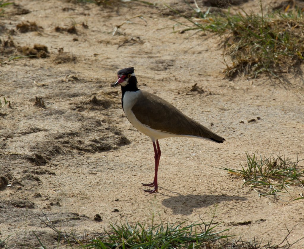 Black-headed Lapwing