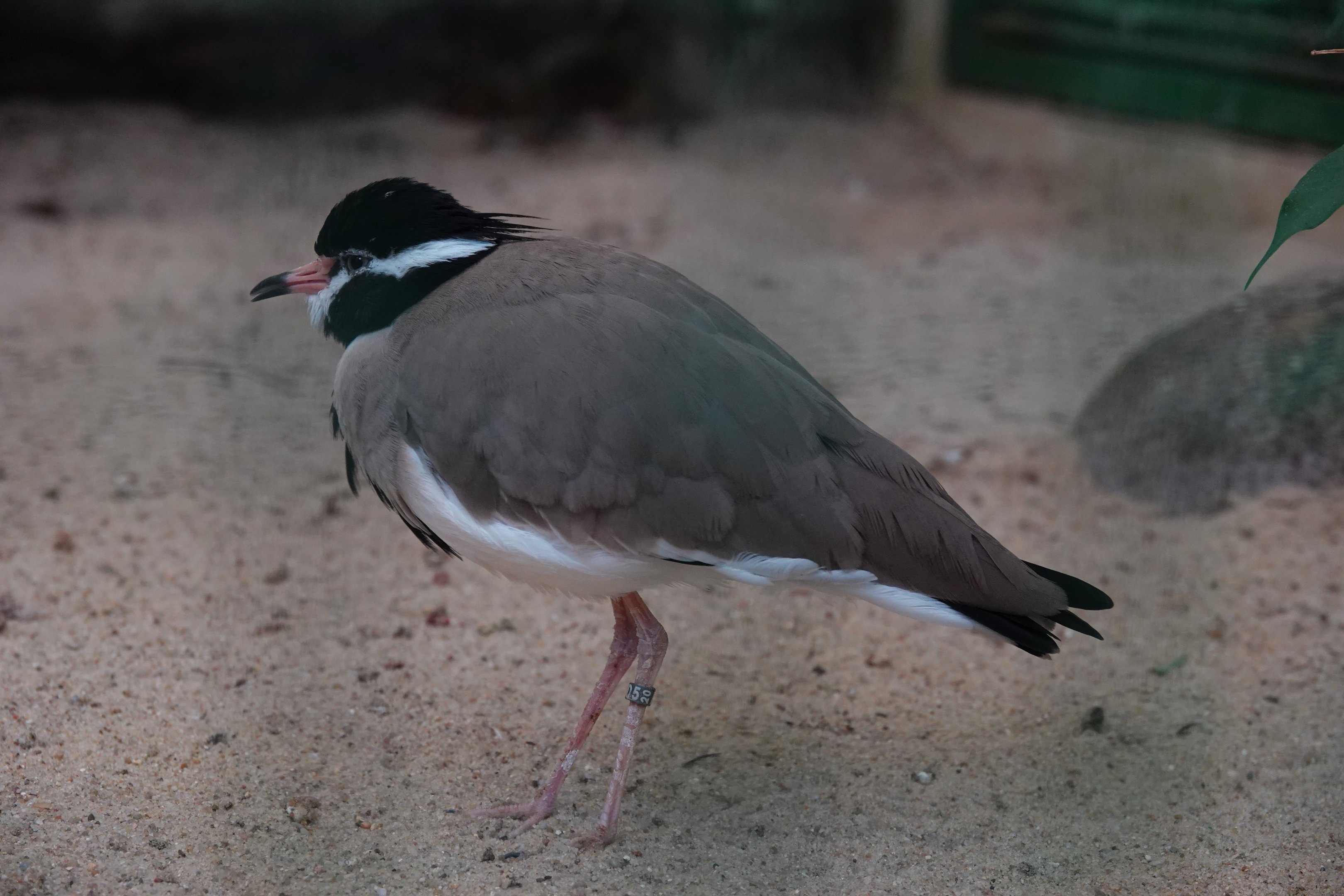 Black-headed lapwing