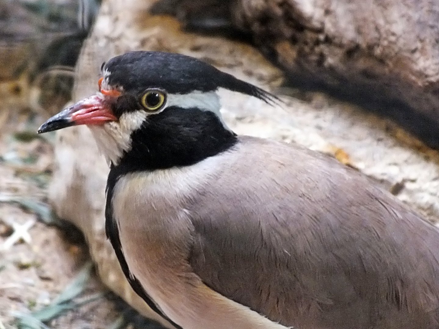 Black-headed lapwing