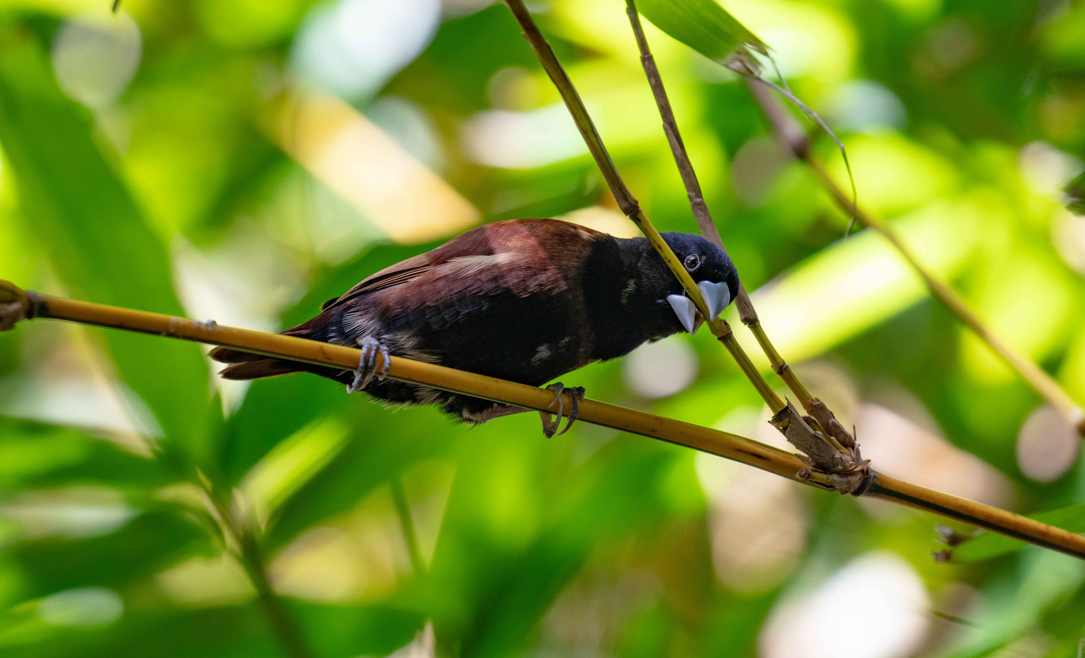 Black-headed Mannikin