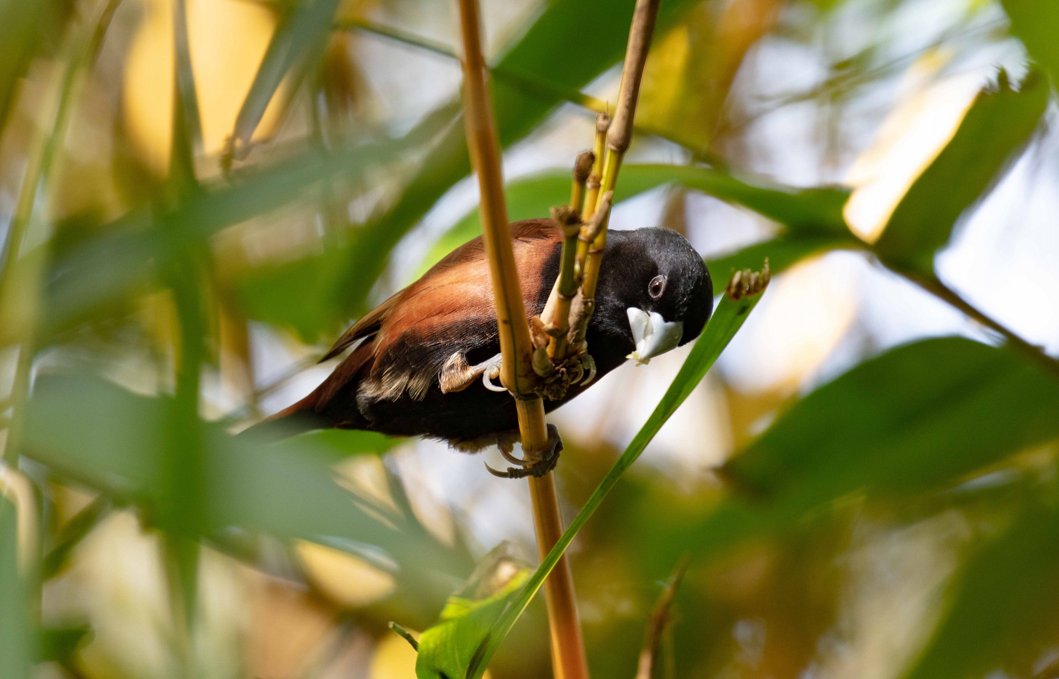 Black-headed Mannikin