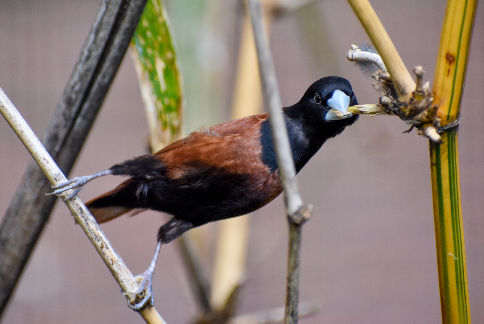 Black-headed Mannikin