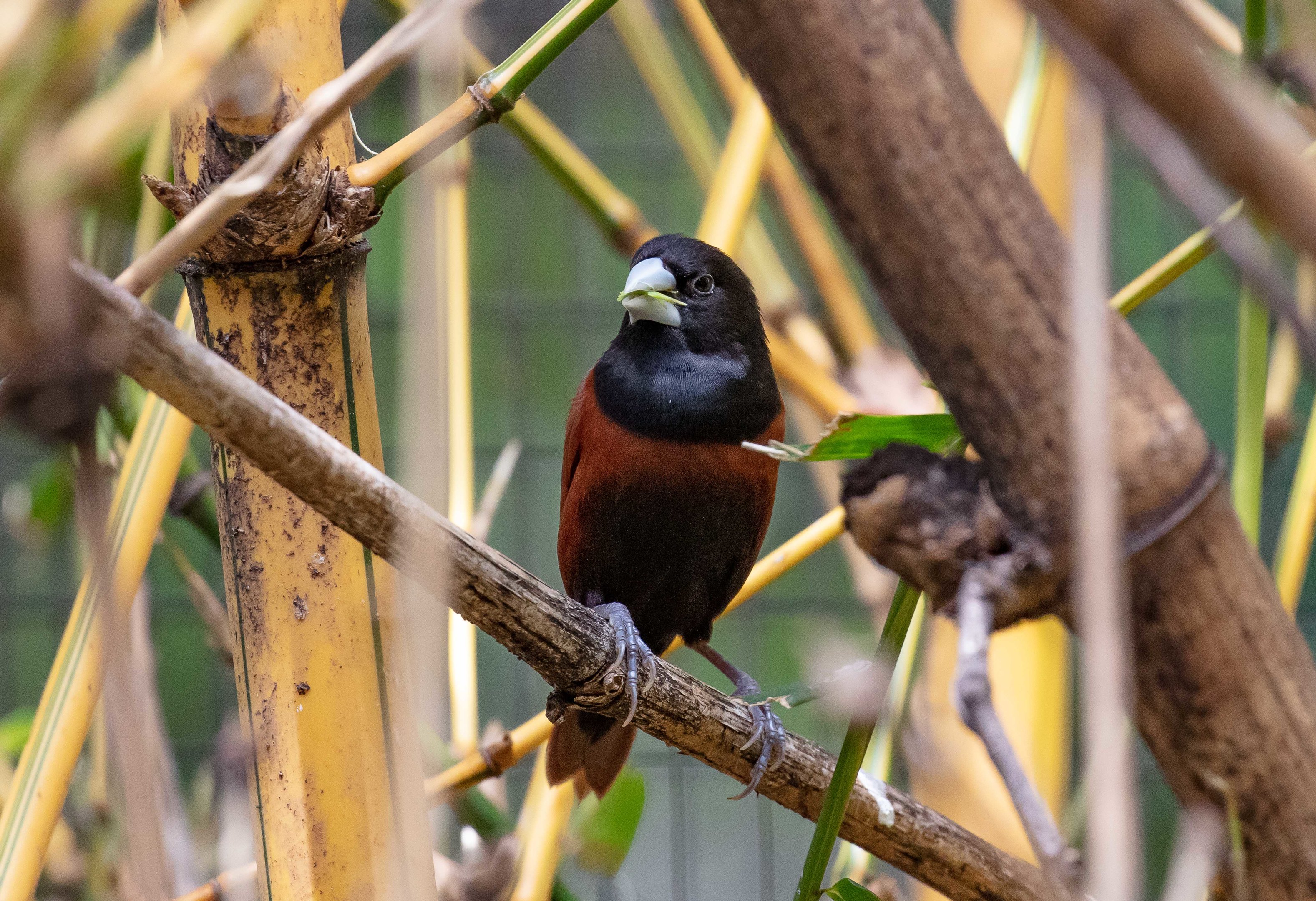 Black-headed Mannikin